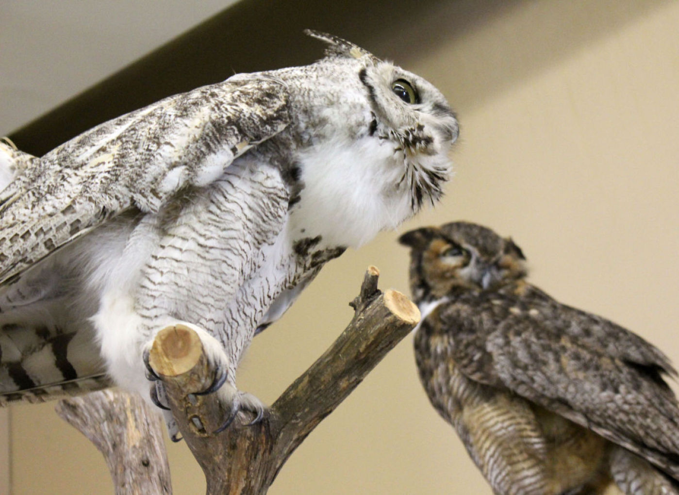 Owls